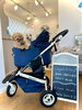 妹もなかちゃん＆お姉ちゃんきなこちゃん「エアバギー納車　🐶」