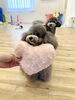 リリーちゃん。あごのせ練習中〜🩷「ましゅまろ幼稚園🐾パート2」