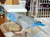 マメルリハのそらちゃん「🐦青い鳥🐦」