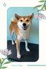 「Dog salon mofu mofu　余市町」