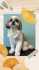 「Dog salon mofu mofu　余市町」