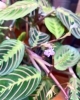葉のピンクのラインもキュート「地植えは無理だけれど！」