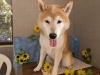 「本日のお客さま♥️柴犬【大分市中戸次／ドッグサロン／トリミング】」