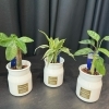 「今週の定期便はミニ観葉植物でした✨」
