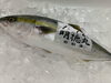「本日から鮮魚入荷致しました。」