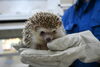 シン♂「ヨツユビハリネズミがやってきました！」