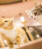 Cats!「English Pet Cafe?! 八王子エリアで英会話をお探しならツナシマ英会話教室」