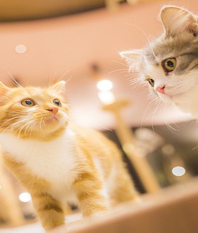 Cats!「English Pet Cafe?! 八王子エリアで英会話をお探しならツナシマ英会話教室」