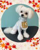 「Dog salon mofu mofu　余市町」