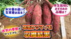 「【早ぼり収穫開始!】植え付け条件と品種差により、サツマイモの収穫と品質は劇的に変わるのか?調査してみました… たねのハシモトミヤ」
