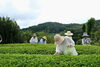 「お茶摘み遠足」