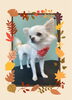 「Dog salon mofu mofu　余市町」