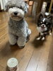 「我が家のペットたち」