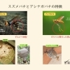 危険な蜂（スズメバチ、アシナガバチ）にご注意！🐝　八女市のハチ駆除は『ピコー』におまかせください