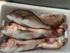 「本日鮮魚入荷してます」