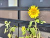 「ひまわり日記🌻77日目　買取のべおか　高価買取」