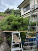 2～3年経つと隙間が無く葉が繁っています💦「お庭のお手入れ✂️定期メンテナンスもベンリー福山東へお任せ😊👍✨」