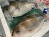 縞青鯛「縞青鯛」
