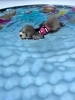 リリーちゃんスイスイ🐠「ましゅまろプールDAY🐳」