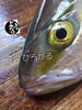 「しおっこ（カンパチの若魚）入荷致しました
【浜町の海鮮居酒屋 上なり】」