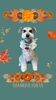 「Dog salon mofu mofu　余市町」