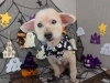 「本日のお客さま♥️トイプードル【大分市中戸次／ドッグサロン／トリミング】」