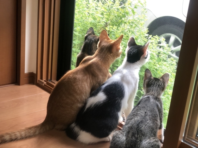 飼い主さんがいなければ 生きていけません「飼い主さんの もしも…は突然に!?」