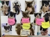 子猫の里親決定について | 安達動物病院のニュース | まいぷれ[新見市]