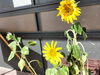 「ひまわり日記🌻81日目　買取のべおか　高価買取」