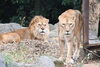 「🦁9/16_敬老の日イベントを行います！」