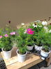 1鉢で色々な色が楽しめるコスモスの鉢植えタイプ「花苗、花鉢入荷情報」