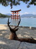 厳島神社 大鳥居と鹿「最高やで！広島・宮島探検記」