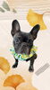 「Dog salon mofu mofu　余市町」
