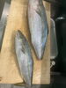 魚持ち込み依頼ありました「2024/09/10日魚捌き持ち込み依頼ありました」