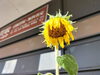 「ひまわり日記🌻83日目　買取のべおか　高価買取」