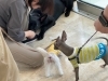 子犬教室のようす「子犬のしつけはいつから？■子犬教室■」