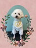 「Dog salon mofu mofu　余市町」