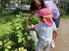 「お野菜の収穫🫑」