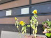 「ひまわり日記🌻84日目　買取のべおか　高価買取」