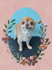 「Dog salon mofu mofu　余市町」
