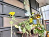 「ひまわり日記🌻85日目　買取のべおか　高価買取」