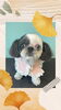 「Dog salon mofu mofu　余市町」