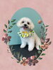 「Dog salon mofu mofu　余市町」