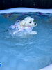 じろうくん　上手に泳ぎます🐬「ましゅまろプールDAY🐳」