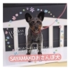 「✿狭山湖お散歩犬紹介✿ ペット火葬 狭山湖動物霊園 / 豆柴 / トイプードル / 豆プー 」