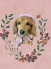 「Dog salon mofu mofu　余市町」