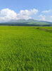 熊本県阿蘇産コシヒカリ入荷予定！「臨時休業のお知らせ」