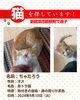 「迷い猫を探しています【新居浜市政枝町】※不明になった日（2024年9月10日）」