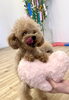 クレアちゃん🩷　練習中〜💕「ましゅまろ幼稚園🐾パート2」