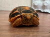 生後8日齢時「インドホシガメが孵化しました！」